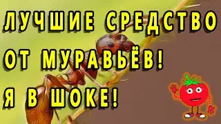 ЛУЧШИЕ СРЕДСТВО ОТ МУРАВЬЁВ! Я В ШОКЕ!