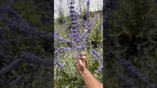 La LAVANDA MÁS EXTRAÑA que he visto 😍😱