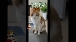 царь, очень приятно, царь #кот #юмор #рыжий