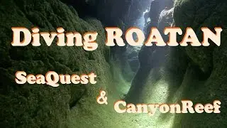 Scuba Dive ROATAN - Plongée - SeaQuest/Canyon Reef