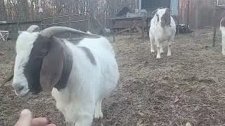 boer goats