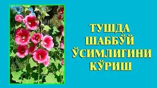 Туш табири - Тушда Шаббой хайри усимлигини куриш