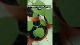РАССАДА НЕ СДОХЛА Реанимация сделала чудо