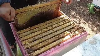 Бакфаст  топ по мёду.