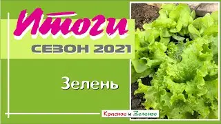 Зелень: салат, руккола, укроп и другие. Итоги сезона