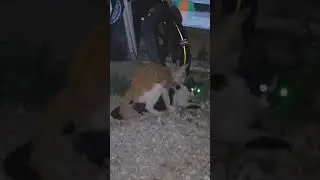 VIDEO MESUM