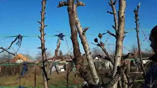 Тепло! Обрабатываем виноград,обрезаем деревья.