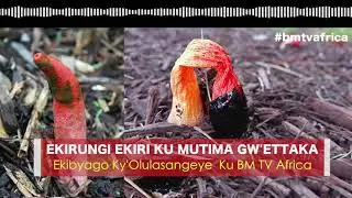 Emigaso Ejjiri ku Mutima Gw'Ettaka ( Stinkhorn ) ~ Ekibyago Ky'Olulasangeye