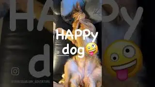 Happy dog 🥰