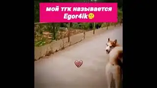 Бедная собака... #а4 #evolution #mrbeast #каша #мем #смех #shorts