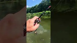 Вот он, хозяин переката! #shorts #norstream #fishing #asp #спиннинг #жерех #калининград #рыбалка