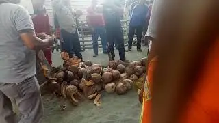 Mengupas kelapa #cara#tradisolional