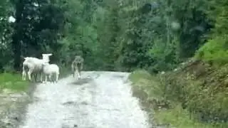 Un loup attaque des moutons
