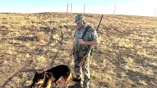 Sam the Super Shepherd, Dove Hunting 2022.