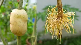 🌿How to grow Fruit trees, Best ideas for growing Fruit trees! 