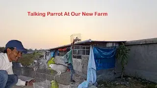 Talking Parrots Arrived At Our New Farm / 12 Lakhs Of Goods Were Distributed To The Needy People.