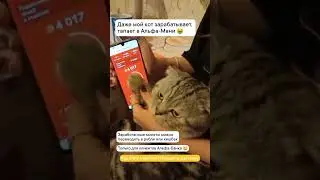 Мой кот сейчас #humster #тапалка