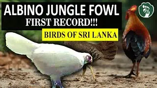 ALBINO JUNGLE FOWL - First-ever record of a Leucistic Jungle fowl in the wild