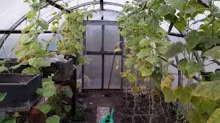 Дешевая теплица из профиля для гипсокартона и сотового поликарбоната.