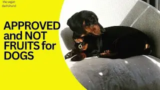 *FRUITS FOR DOGS* *APPROVED CAN AND CANNOT EAT LIST* *HEALTHY EATING*