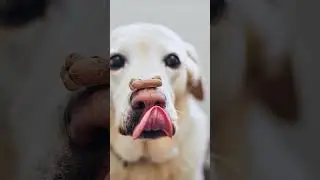 why do dogs lick your belly button? 