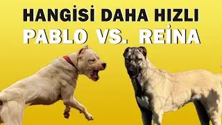 KANGAL REİNA VE PABLO ARASINDAKİ REKABETİ İZLE, EN SON SANİYEDE GERÇEKLEŞEN ŞAŞIRTICI DÖNÜŞ 🧐