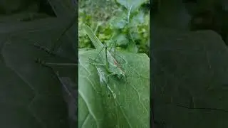 Цвет настроения - зелёный.