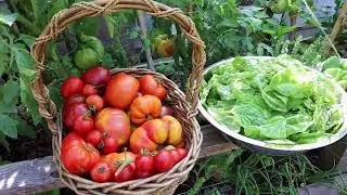 The Garden Begins to Thrive in August!