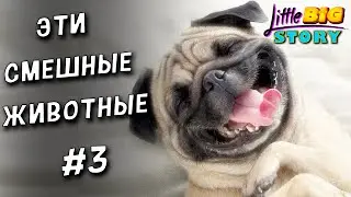🙂 Смешные Видео с Животными. Самые смешные животные #3