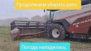 Продолжаем убирать рапс. Погода наладилась.
