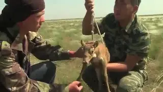 Чтобы жил сайгак