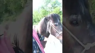 STALLION TRAINING // NIKITA // Horses, Donkeys and Katrin #animals #donkeys #horseriding