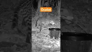 Ocelot is Nice on Trail Cam