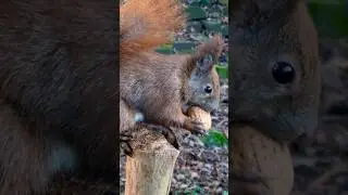 Wow! Cutie snaps a big nut from my hand 😍 Eichhörnchen schnappt sich eine Nuss aus meiner Hand