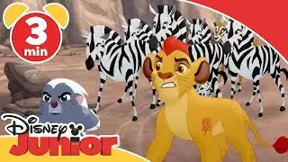 Løvernes garde | Zebraerne og det nye flokmedlem - Disney Junior Danmark