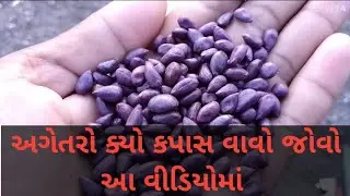 આજે આગેતરા કપાસ નું વાવેતર કરું. ll ક્યો કપાસ વવો જોવો  આ વીડિયો માં બતાવીશ