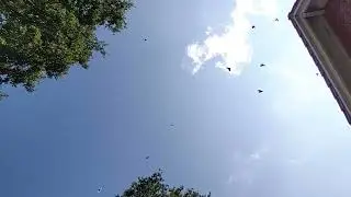 24.082024г.12:30.Атака голубей ястребом.