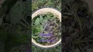Nettle fertilizer recipe🪴🪴🪴