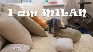ЛеоКот | МОЙ ПЕРВЫЙ ДЕНЬ ДОМА