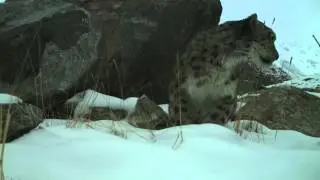 Wild Snow Leopard Mother With Cubs