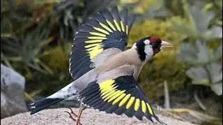 شريط توغزاوي روعة بالخليخيل  ( الحسون الكوبرية)