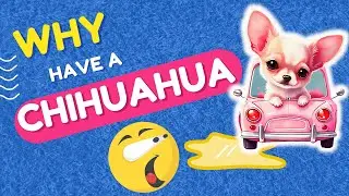 Revealing the charms of Chihuahuas: The smallest dog breed in the world @GioAnimals 2