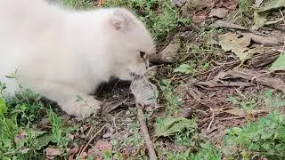 🐱 Пушинка оказалась мышеловкой 🐱 Жизнь городской кошки в селе 🐱