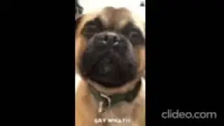 watch this dog video and go ha ha ha