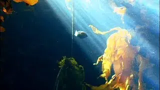 At the Brink: The Dire State of Our Ocean's Health