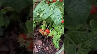 Помидорки для внуков🍅🌿🍅🌿🍅