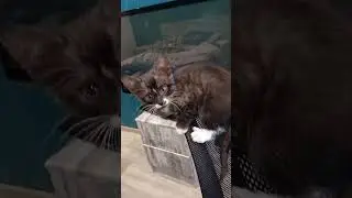 Мой любимый Масик! #кошки #shorts
