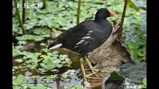 牠們一家都是雞 紅冠水雞