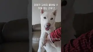 100만 뷰!! 진돗개 애교 널리널리 퍼져서 진돗개 우수성 알리자!! / 진돗개 진주, 밀크 #강아지 #jindodog #백구 #진돗개 #강아지일상