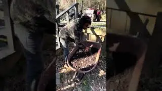 How to plant garlic